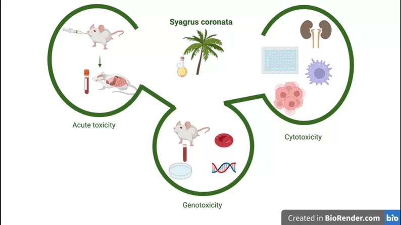Resumo dos ensaios de citotoxicidade, toxicidade e genotoxicidade em S. coronata.