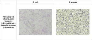 Registro fotográfico das principais alterações microscópicas identificadas nos protocolos de coloração de Gram realizados - Fixação