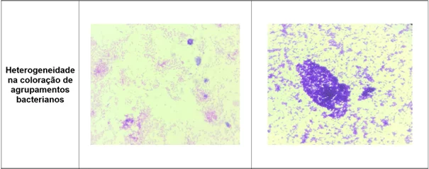 Registro fotográfico das principais alterações microscópicas identificadas nos protocolos de coloração de Gram realizados - Heterogeneidade